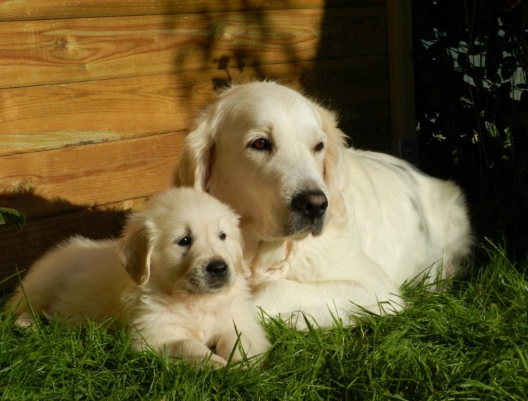 Quando si dice che il medico è un cane