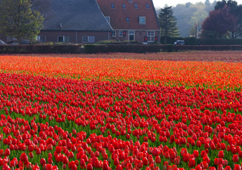 L'Olanda teme di non vendere più tulipani. E finalmente offre aiuto