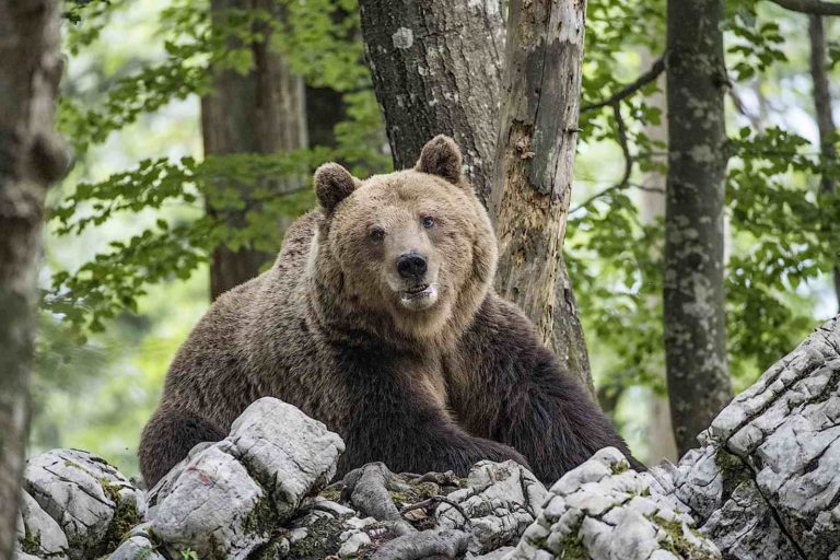 Non abbattete quell’orso