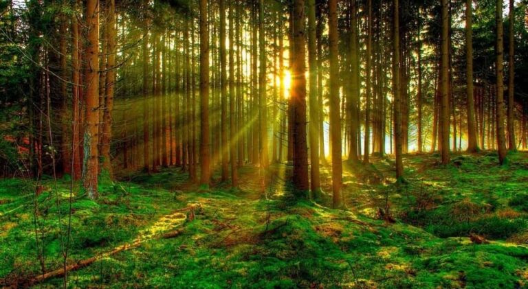 Al via il progetto di Legambiente per valorizzare le foreste italiane