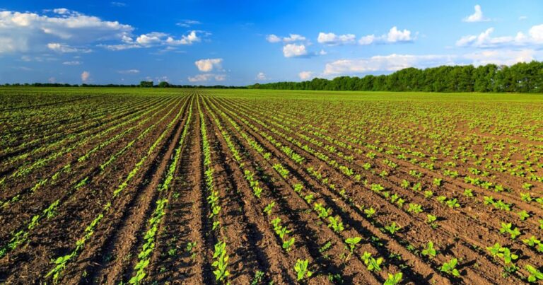 2 milioni per progetti pilota in filiere agricole, Piemonte