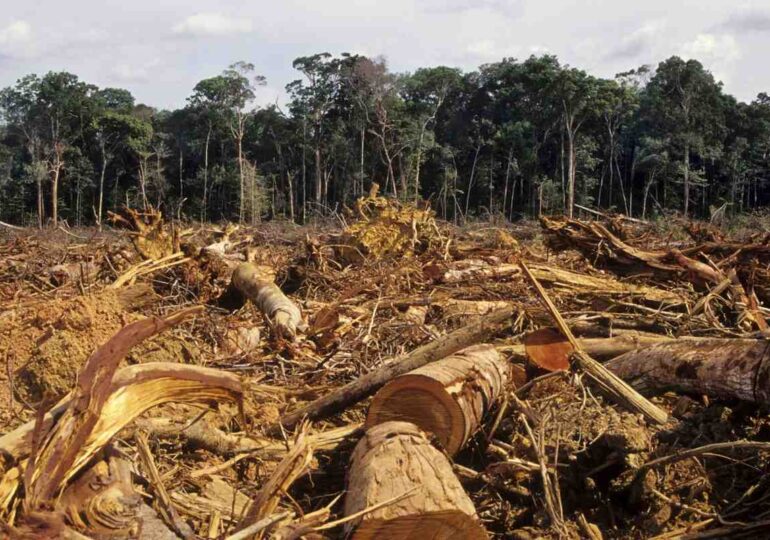 Ambiente: la deforestazione tropicale sale a +12% nel 2020