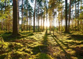 Misura a favore delle foreste: 14mila alberi piantati in 9 regioni
