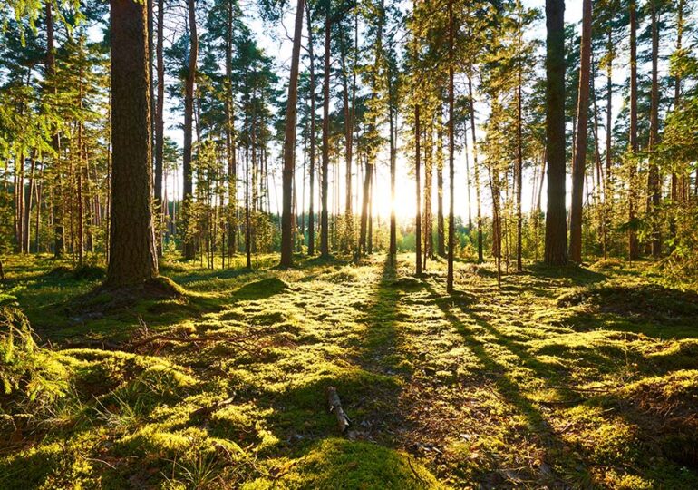 Misura a favore delle foreste: 14mila alberi piantati in 9 regioni