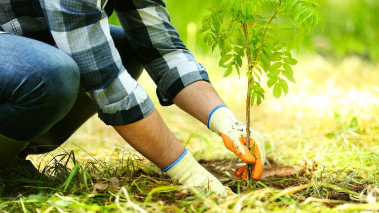 Ambiente: ‘Un Albero per il Futuro’, anche il Molise da vita al progetto di educazione ambientale