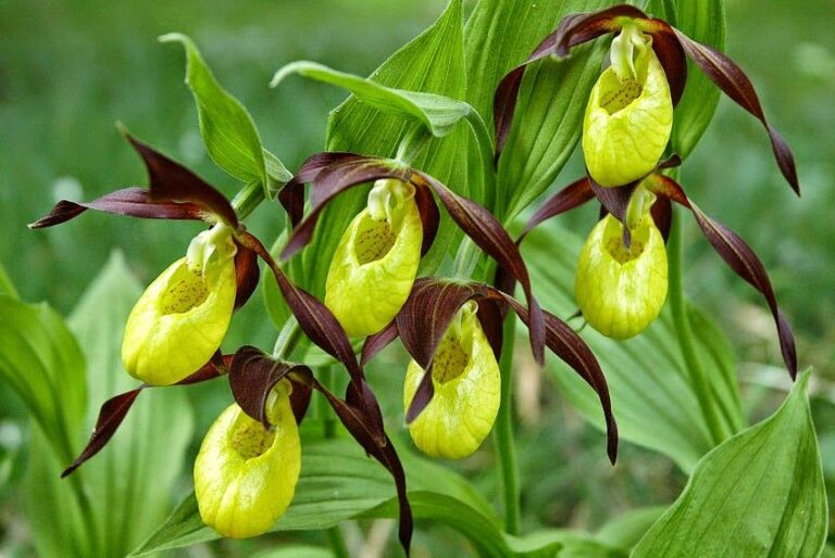 A rischio estinzione la flora appenninica