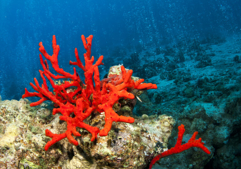 'Sos' coralli, diagnosi sui danni in tempo reale