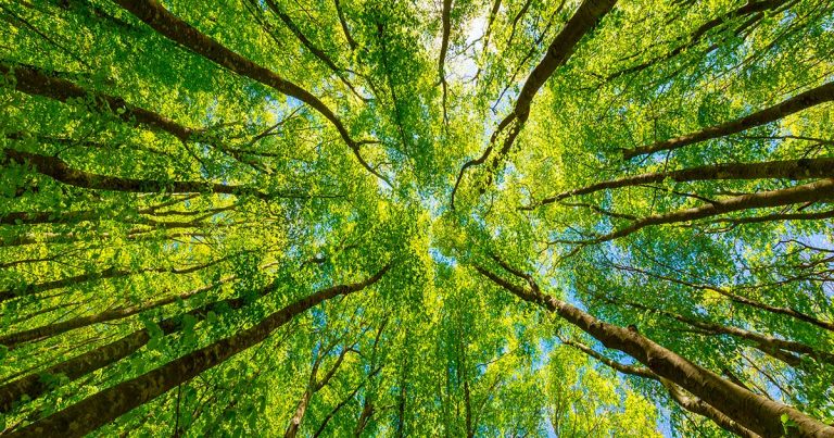 Dhl Global Forwarding Italy pianta 200 alberi grazie a Treedom