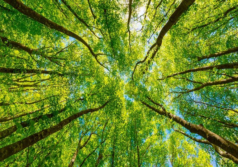 Dhl Global Forwarding Italy pianta 200 alberi grazie a Treedom