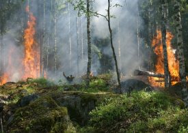 Bruciati 158.000 ettari di boschi in Italia nel 2021