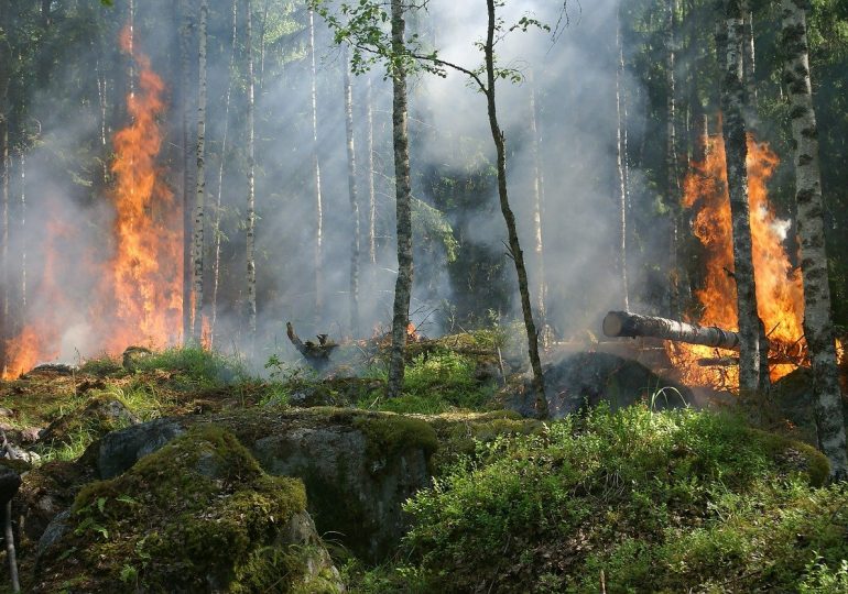 Bruciati 158.000 ettari di boschi in Italia nel 2021