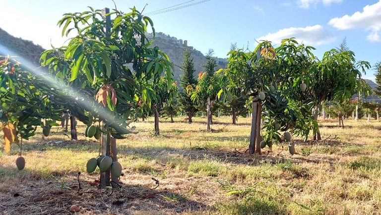 Clima impazzito, in Italia raddoppiate in 3 anni le coltivazioni di frutta esotica