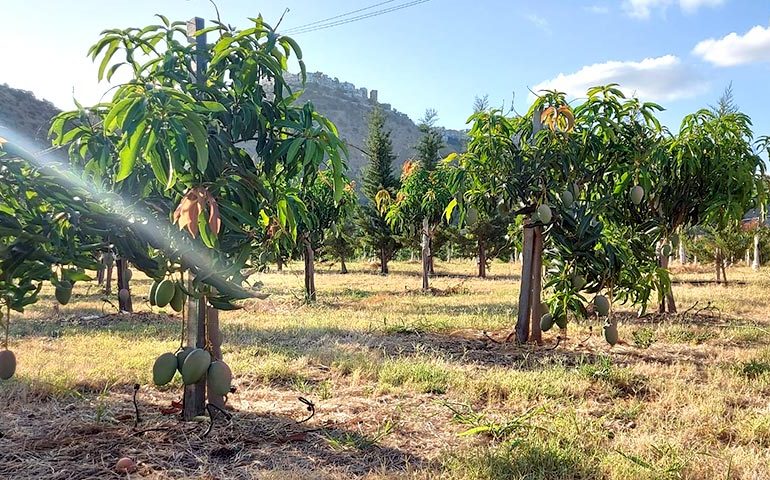 Clima impazzito, in Italia raddoppiate in 3 anni le coltivazioni di frutta esotica