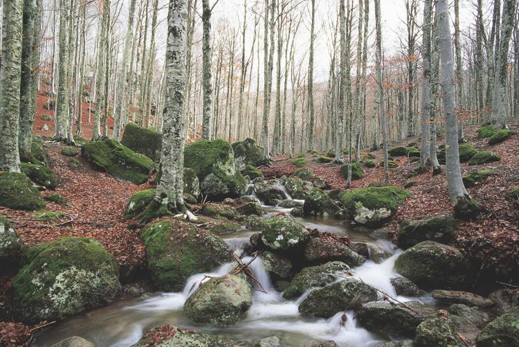In Italia sempre più foreste gestite in maniera sostenibile