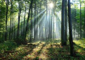 Gestione 'green' dei boschi, nel 2021 in aumento del 10%