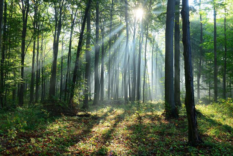 Gestione 'green' dei boschi, nel 2021 in aumento del 10%